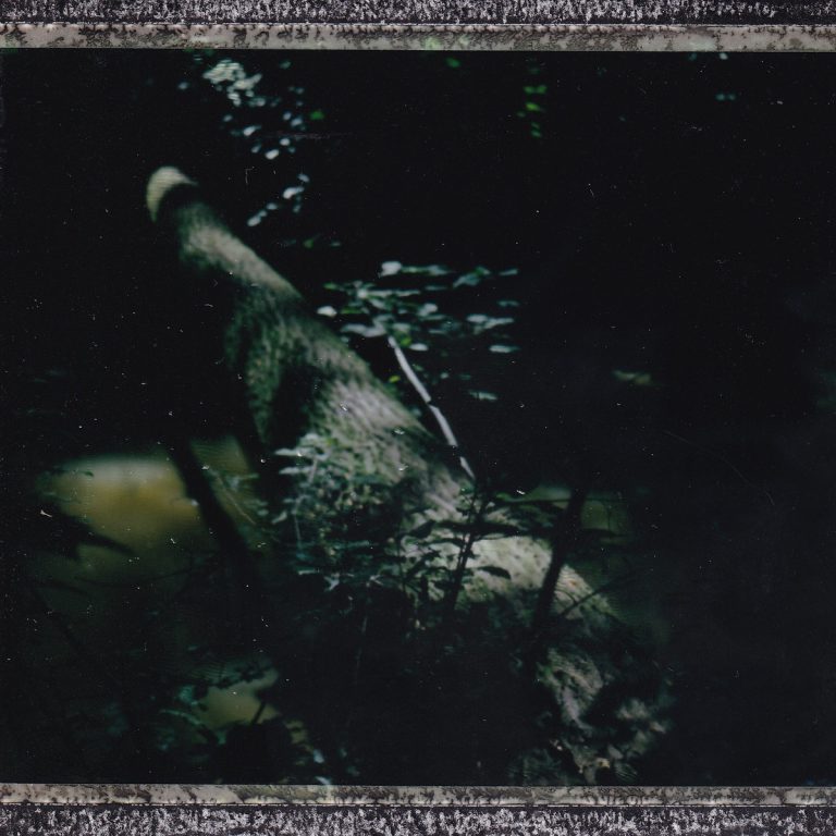 Cover »Mushroom Group«